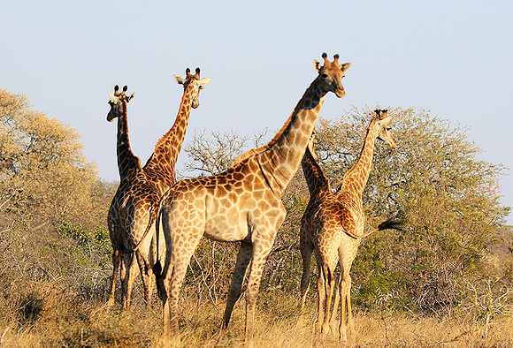 At Timbavati game reserve