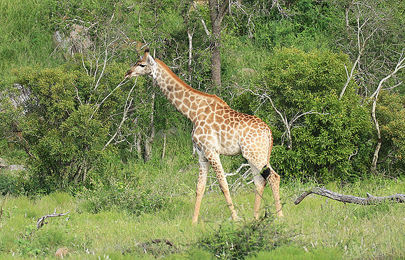 At Londolozi