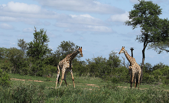 At Sabi Sand