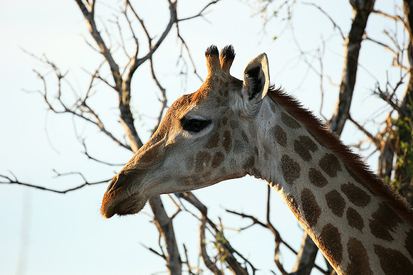 At Madikwe game reserve