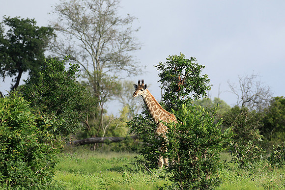 At Londolozi