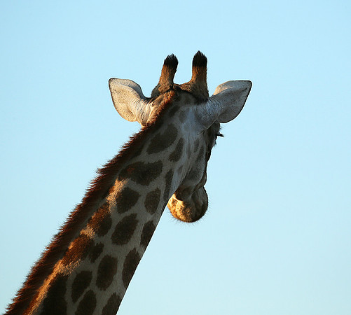 At Madikwe game reserve