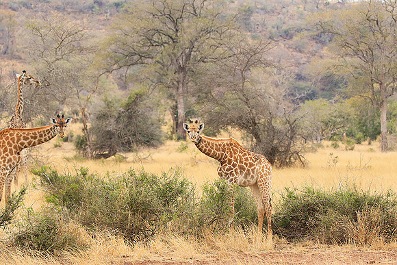 At Kruger NP