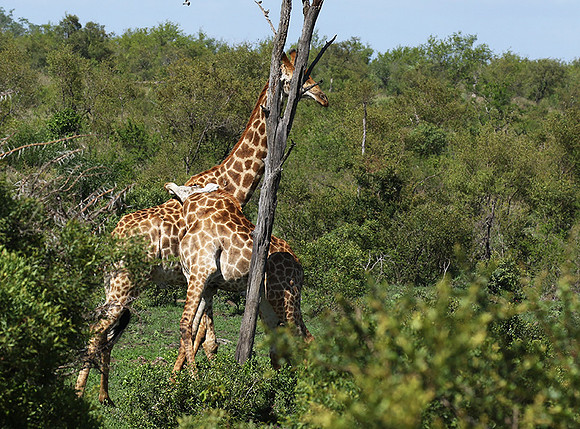 At Sabi Sand