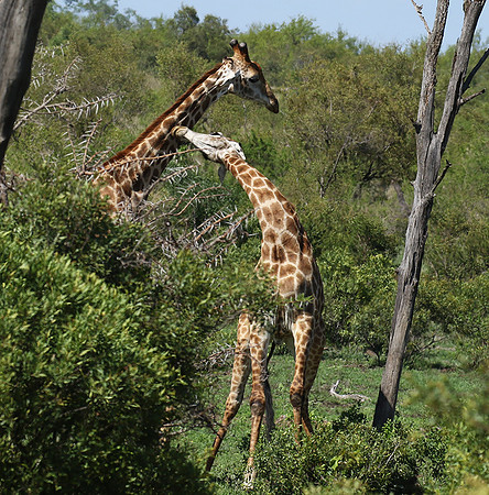 At Sabi Sand