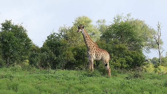 At Londolozi