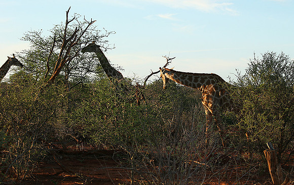 At Madikwe game reserve