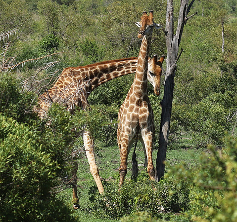 At Sabi Sand