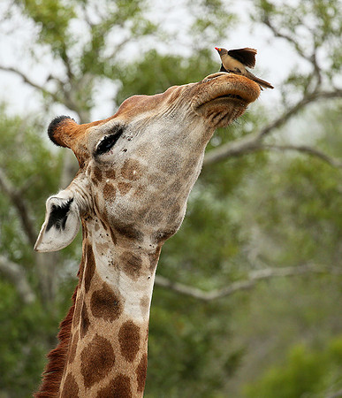 At Mala Mala game reserve