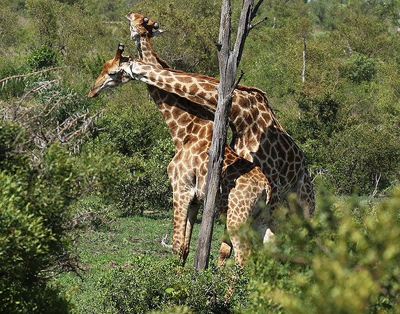 At Sabi Sand
