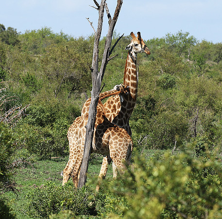 At Sabi Sand