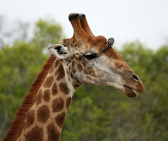 At Mala Mala game reserve