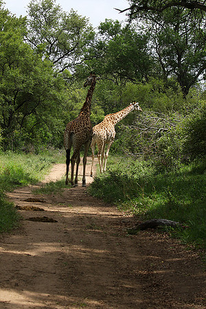 Giraffes Soudan - Mala Mala
