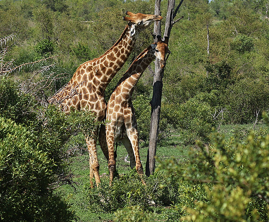 At Sabi Sand