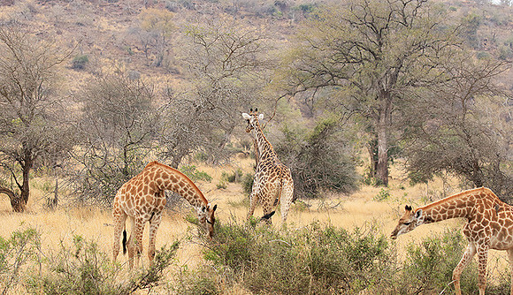 At Kruger NP