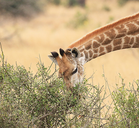 At Kruger NP