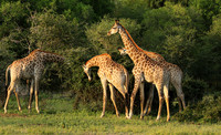 At Lion Sands