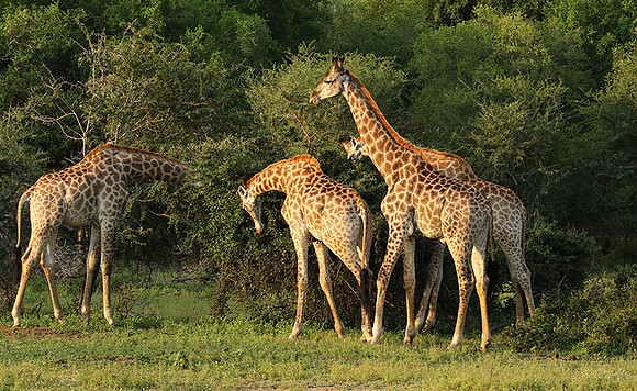 At Lion Sands