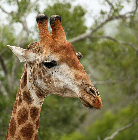 At Mala Mala game reserve