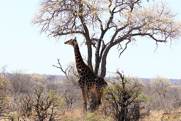 At Timbavati game reserve