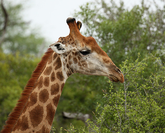 At Mala Mala game reserve