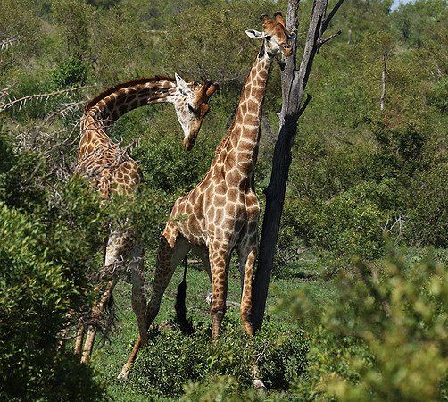At Sabi Sand