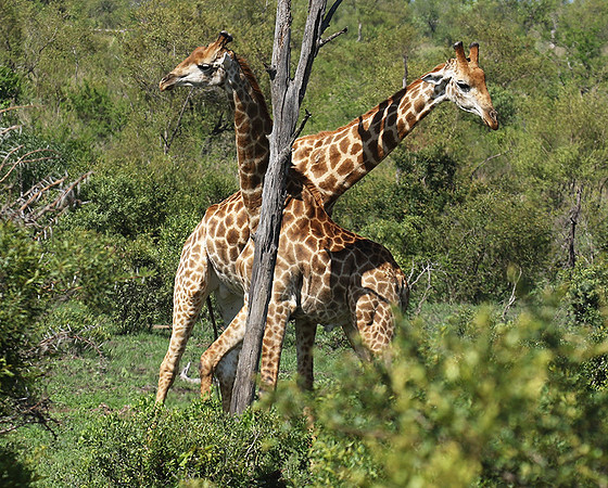 At Sabi Sand