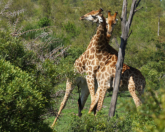 At Sabi Sand