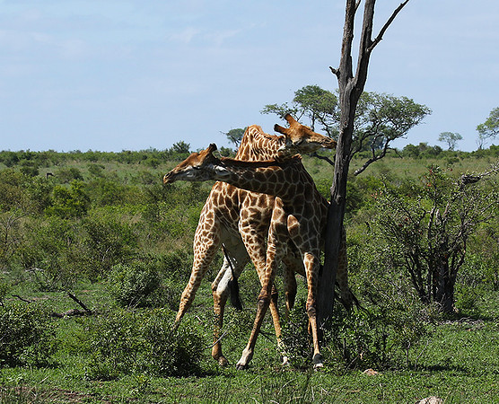 At Sabi Sand