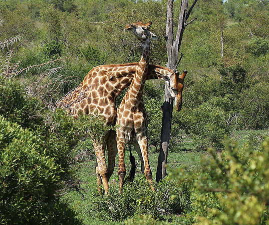 At Sabi Sand