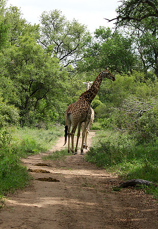 Giraffes Soudan - Mala Mala
