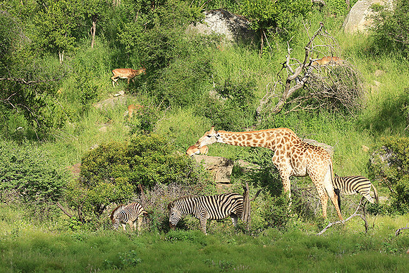 At Londolozi