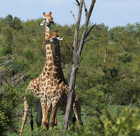 At Sabi Sand