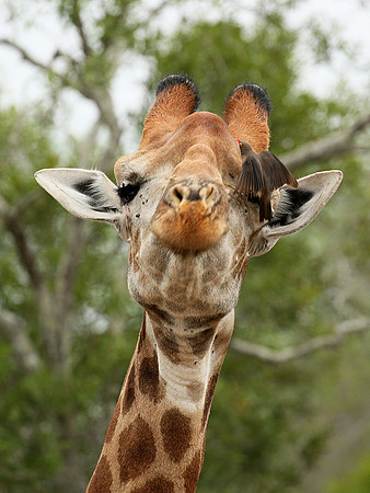 At Mala Mala game reserve