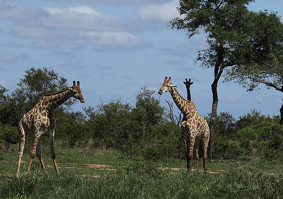 At Sabi Sand