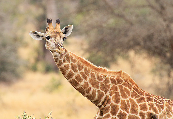 At Kruger NP