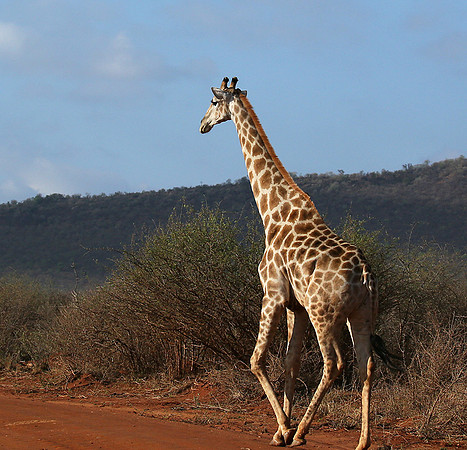 At Madikwe game reserve
