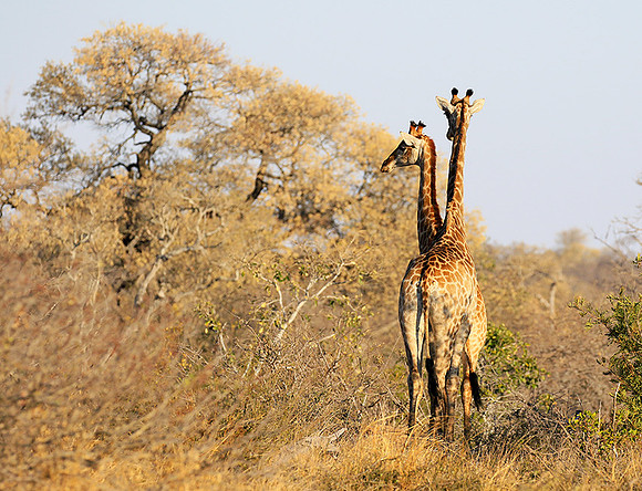 At Timbavati game reserve