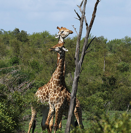 At Sabi Sand