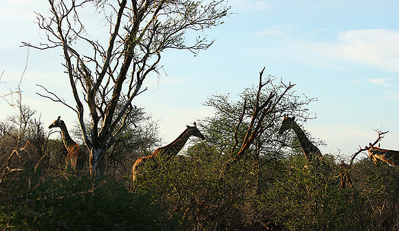 At Madikwe game reserve