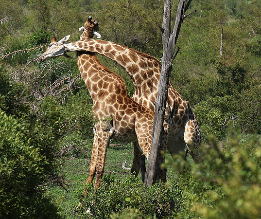 At Sabi Sand