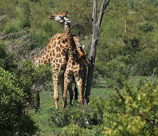 At Sabi Sand