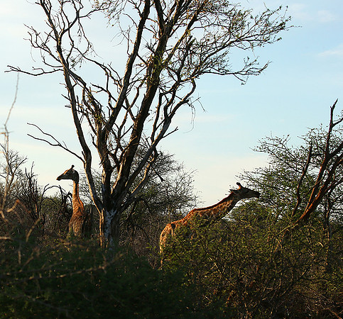 At Madikwe game reserve