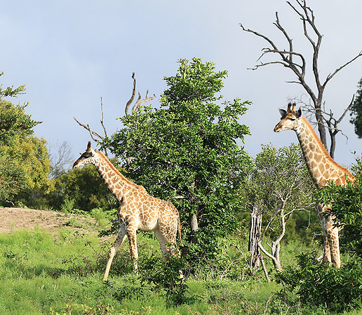 At Londolozi