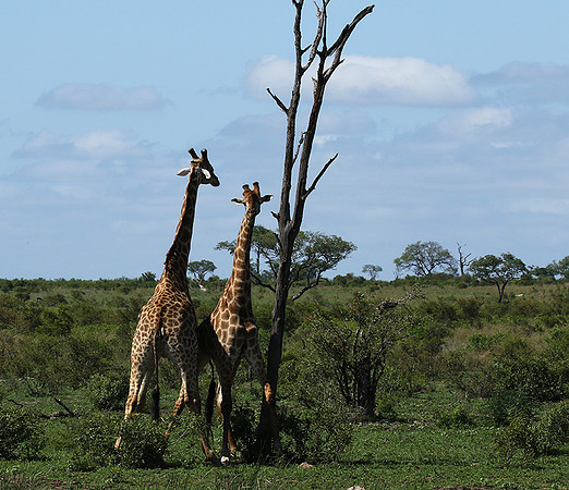 At Sabi Sand
