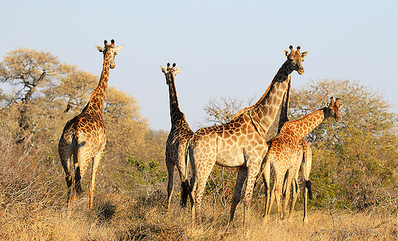 At Timbavati game reserve