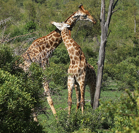 At Sabi Sand