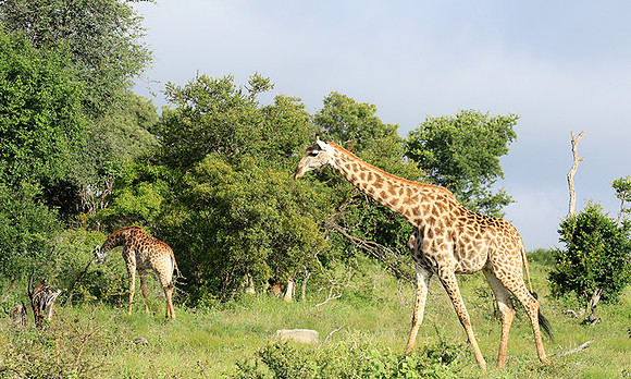 At Londolozi