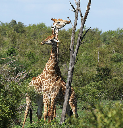 At Sabi Sand