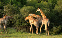 At Lion Sands